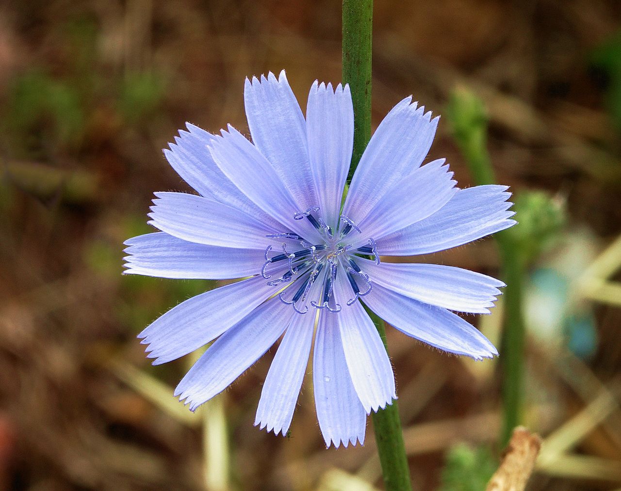 Inflorescence de chicorée